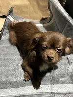 Browny, a male Chihuahua for sale in Wayne, PA – Photo 5 of 5