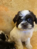 Smarty Pants , a male Shihpoo and Poodle - Miniature  for sale in Wayne, PA – 4 of 9