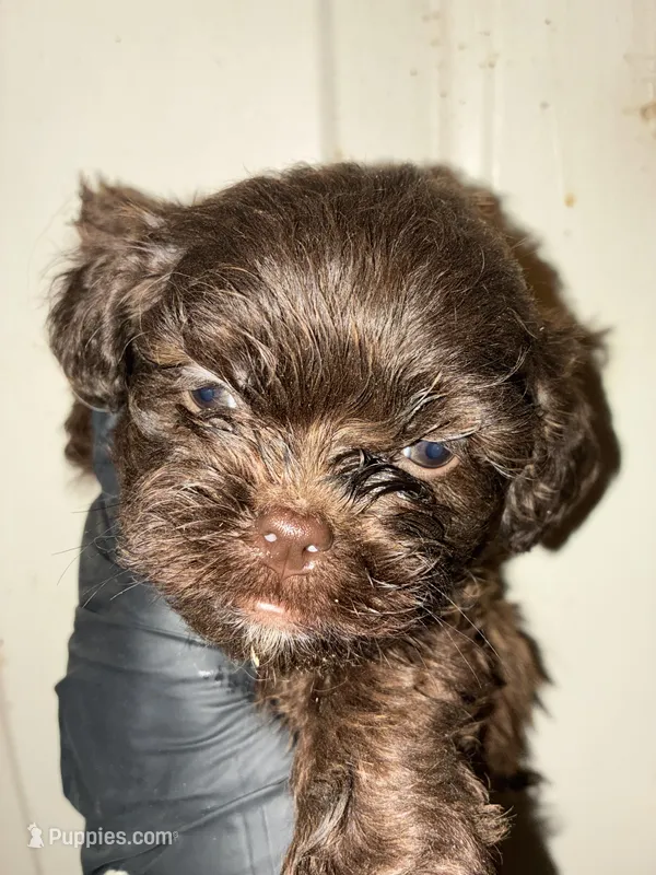 Choco Choko – Poodle - Miniature  puppy for sale in Wayne, PA