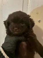 Choco Choko, a male Poodle - Miniature  for sale in Wayne, PA – Photo 4 of 4