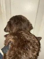 Choco Choko, a male Poodle - Miniature  for sale in Wayne, PA – Photo 2 of 4