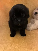 Choco Choco , a male Shihpoo for sale in Wayne, PA – 7 of 9