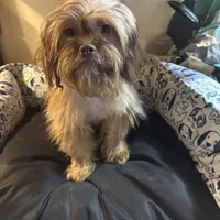 Sophia, a female Schnoodle and Shih Tzu for sale in Wayne, PA – Photo 1 of 4