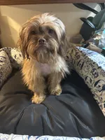 Sophia, a female Schnoodle and Shih Tzu for sale in Wayne, PA – Photo 1 of 4