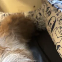 Sophia, a female Schnoodle and Shih Tzu for sale in Wayne, PA – Photo 4 of 4