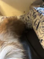 Sophia, a female Schnoodle and Shih Tzu for sale in Wayne, PA – Photo 4 of 4