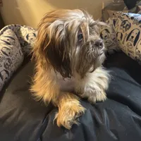 Sophia, a female Schnoodle and Shih Tzu for sale in Wayne, PA – Photo 2 of 4