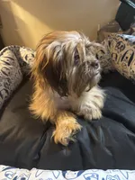 Sophia, a female Schnoodle and Shih Tzu for sale in Wayne, PA – Photo 2 of 4