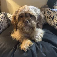 Sophia, a female Schnoodle and Shih Tzu for sale in Wayne, PA – Photo 3 of 4