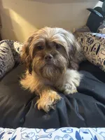 Sophia, a female Schnoodle and Shih Tzu for sale in Wayne, PA – Photo 3 of 4