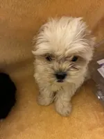 Teddy Bear , a male Shih Tzu for sale in Wayne, PA – 4 of 10
