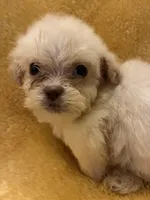 Shine Bright , a male Poodle - Miniature  for sale in Wayne, PA – Photo 6 of 10