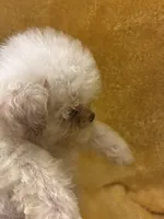 Shine Bright , a male Poodle - Miniature  for sale in Wayne, PA – Photo 3 of 10