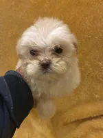 Shine Bright , a male Poodle - Miniature  for sale in Wayne, PA – Photo 5 of 10