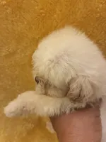 Shine Bright , a male Poodle - Miniature  for sale in Wayne, PA – Photo 4 of 10