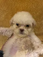 Shine Bright , a male Poodle - Miniature  for sale in Wayne, PA – Photo 8 of 10