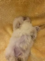 Shine Bright , a male Poodle - Miniature  for sale in Wayne, PA – Photo 9 of 10