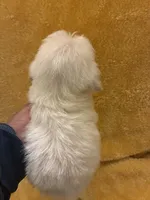 Shine Bright , a male Poodle - Miniature  for sale in Wayne, PA – Photo 10 of 10