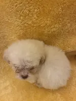 Shine Bright , a male Poodle - Miniature  for sale in Wayne, PA – Photo 7 of 10