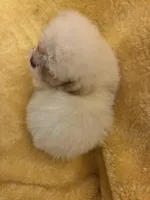 Shine Bright , a male Poodle - Miniature  for sale in Wayne, PA – Photo 2 of 10