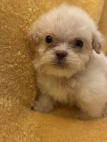 Shine Bright , a male Poodle - Miniature  for sale in Wayne, PA – Photo 1 of 10