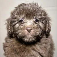 Fatso , a male Miniature Schnauzer for sale in Wayne, PA – Photo 1 of 3