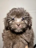 Fatso , a male Miniature Schnauzer for sale in Wayne, PA – Photo 1 of 3