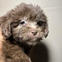 Fatso , a male Miniature Schnauzer for sale in Wayne, PA – Photo 3 of 3