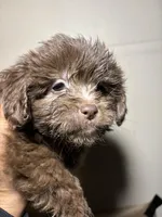 Fatso , a male Miniature Schnauzer for sale in Wayne, PA – Photo 3 of 3