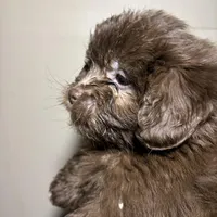 Fatso , a male Miniature Schnauzer for sale in Wayne, PA – Photo 2 of 3