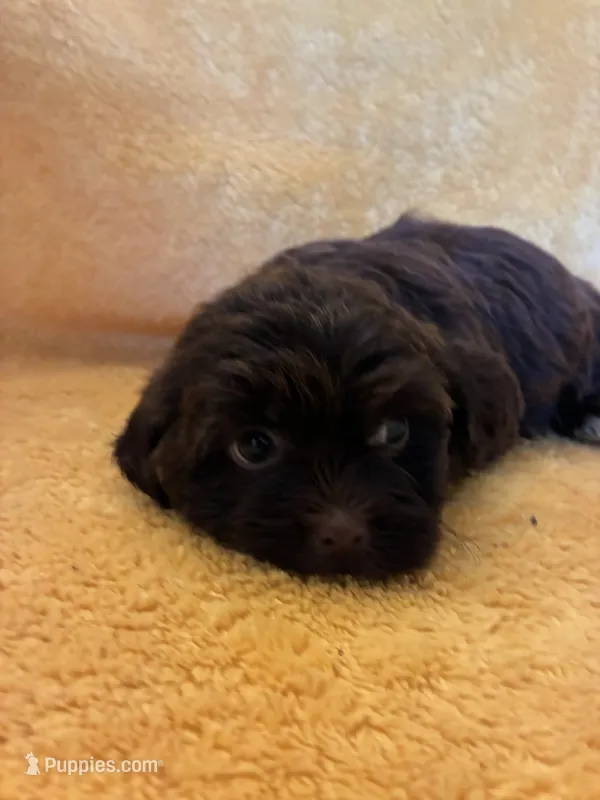 Speedy  – Shihpoo puppy for sale in Wayne, PA