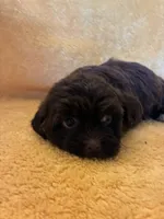 Speedy , a male Shihpoo for sale in Wayne, PA – 1 of 2