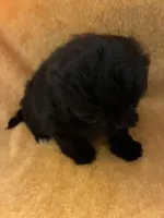 Choco Choco , a male Shihpoo for sale in Wayne, PA – 4 of 9