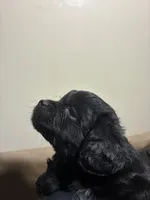 Blacky Boy , a male Poodle - Miniature  for sale in Wayne, PA – Photo 8 of 8