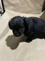 Blacky Boy , a male Poodle - Miniature  for sale in Wayne, PA – Photo 5 of 8