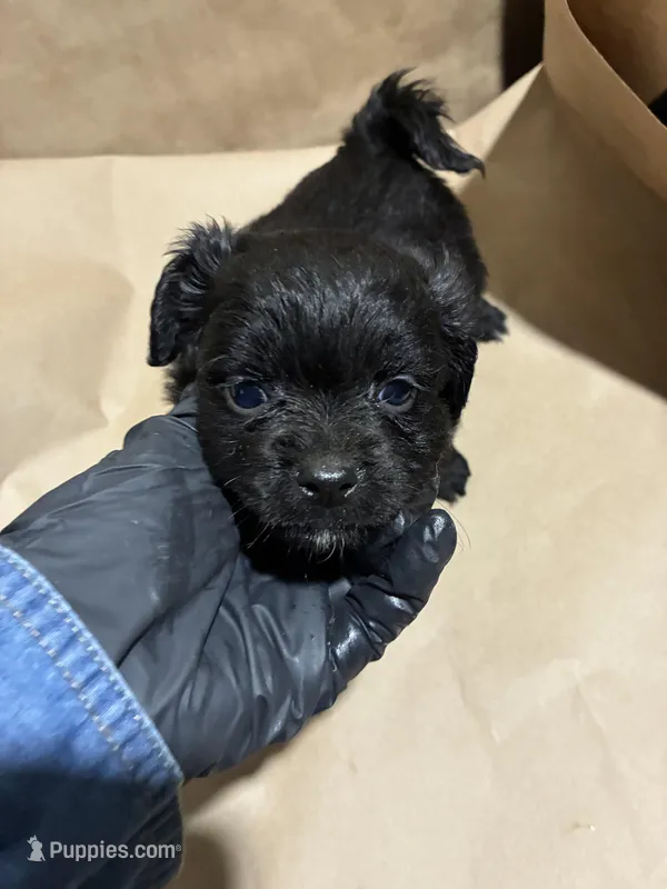 Blacky Boy  – Poodle - Miniature  puppy for sale in Wayne, PA