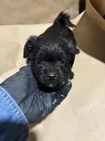 Blacky Boy , a male Poodle - Miniature  for sale in Wayne, PA – Photo 1 of 8