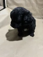 Blacky Boy , a male Poodle - Miniature  for sale in Wayne, PA – Photo 6 of 8