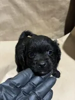 Blacky Boy , a male Poodle - Miniature  for sale in Wayne, PA – Photo 3 of 8