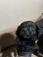 Blacky Boy , a male Poodle - Miniature  for sale in Wayne, PA – Photo 4 of 8