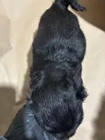 Blacky Boy , a male Poodle - Miniature  for sale in Wayne, PA – Photo 7 of 8