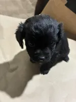 Blacky Boy , a male Poodle - Miniature  for sale in Wayne, PA – Photo 2 of 8