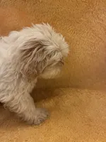 Teddy Bear , a male Shih Tzu for sale in Wayne, PA – 9 of 10
