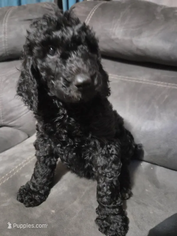 Charlie red collar male – Poodle - Standard  puppy for sale in Saint Helen, MI
