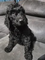 Charlie red collar male, a male Poodle - Standard  for sale in Saint Helen, MI – 1 of 1