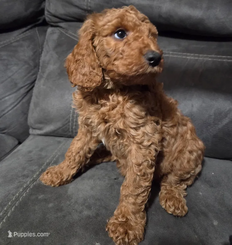 Lady Red collar female – Poodle - Standard  puppy for sale in Saint Helen, MI