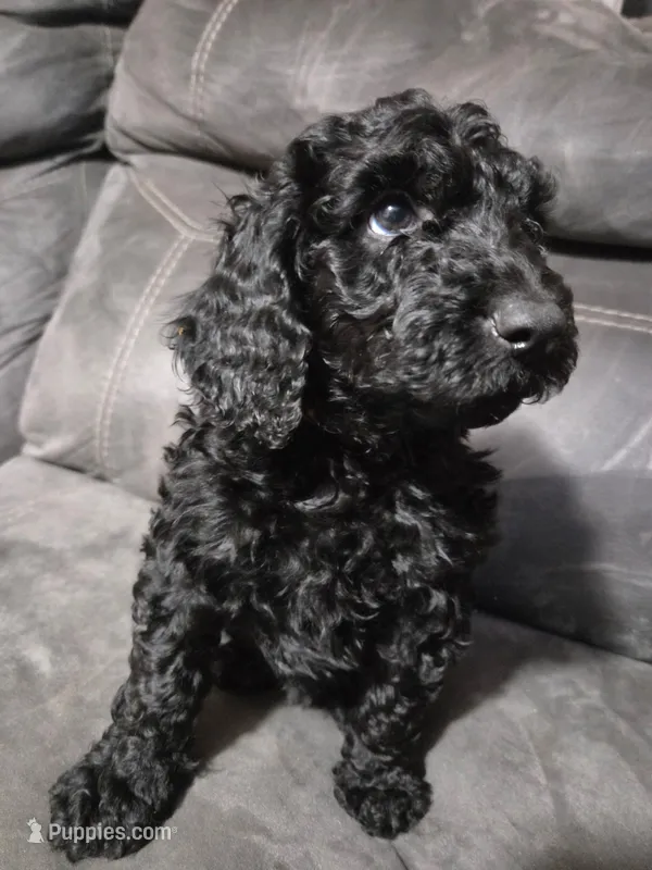 Sweetie yellow collar female – Poodle - Standard  puppy for sale in Saint Helen, MI