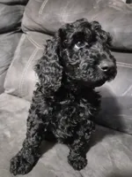 Sweetie yellow collar female, a female Poodle - Standard  for sale in Saint Helen, MI – 1 of 1