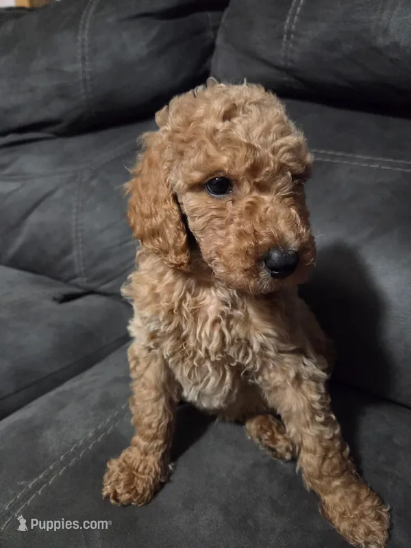 Eddie dark blue collar male – Poodle - Standard  puppy for sale in Saint Helen, MI