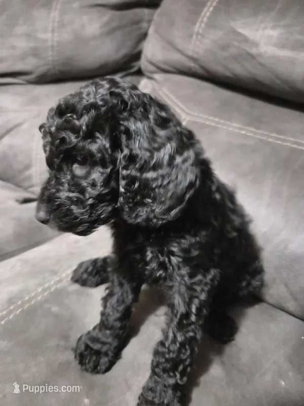 Freddie orange collar male – Poodle - Standard  puppy for sale in Saint Helen, MI